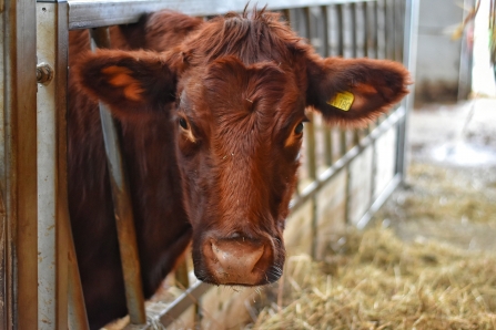 Ladybird the cow