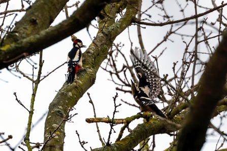 Great Spotted Woodpeckers © Paul Paddock 2019