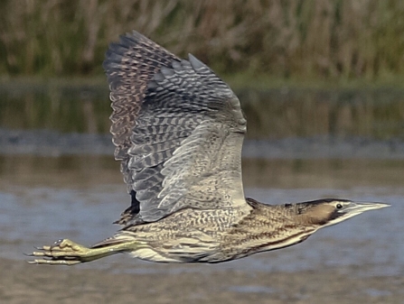 Bittern © Nidge Nilsen 2019