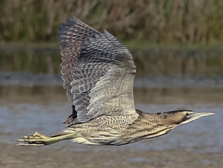 Bittern © Nidge Nilsen 2019