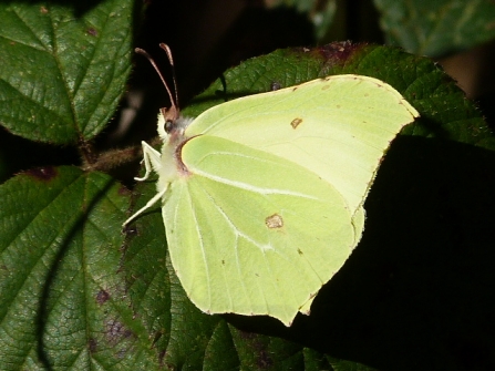 Brimstone © Darren Wozencroft 2019