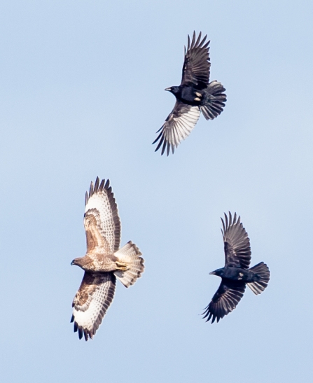 Buzzard and Crows © Vernon Barker 2019