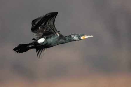 Cormorant © Adrian Andruchiw 2019