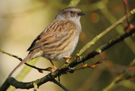 Dunnock © Allen Holmes 2019