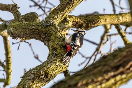 Great Spotted Woodpecker © Paul Paddock 2019