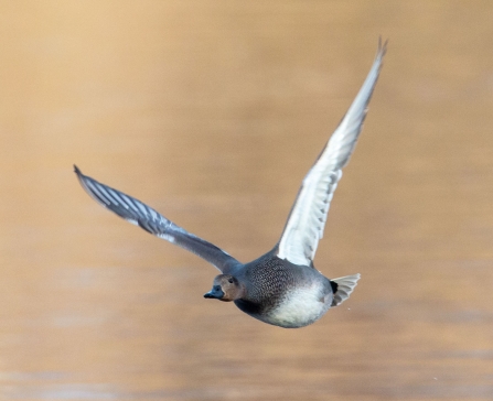 Gadwall © Vernon Barker 2019
