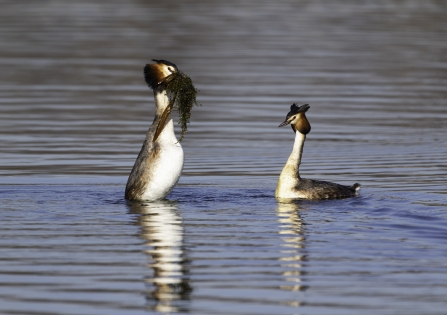 Great Crested Grebes © Barry Wardley 2019