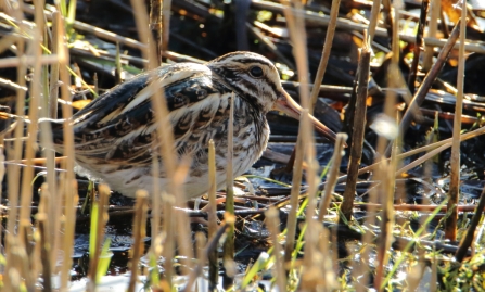 Jack Snipe © Allen Holmes 2019