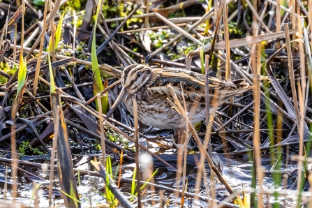 Jack Snipe © Paul Paddock 2019
