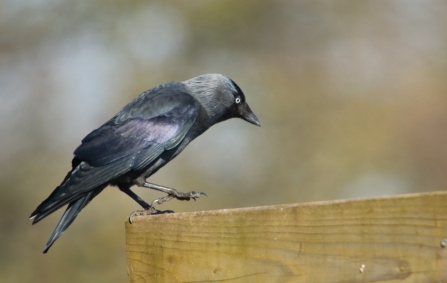 Jackdaw © Allen Holmes 2019