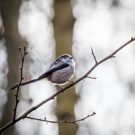 Long-tailed Tit  © Carol Hall 2019