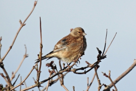 Linnet © Richard Scott 2019