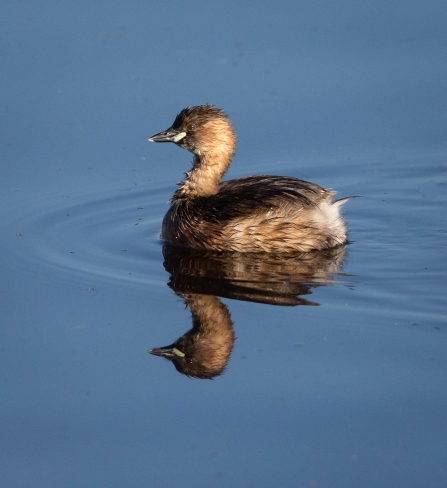 Little Grebe © Vernon Barker 2019