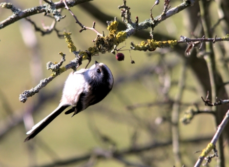 Long-tailed Tit © Rob Burns 2019