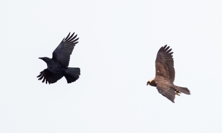 Crow and Marsh Harrier © Vernon Barker 2019