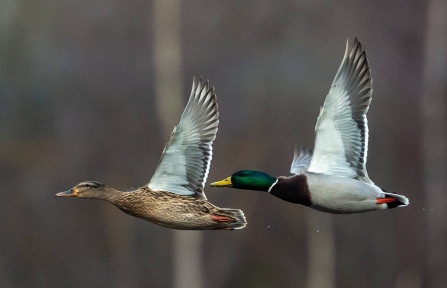 Mallards © Vernon Barker 2019