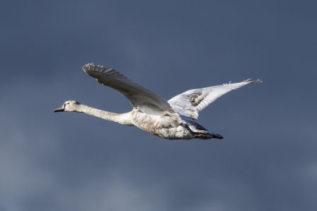 immature Mute Swan © Matty Laycock 2019