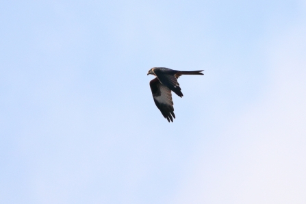 Red Kite (record shot) © Adrian Andruchiw 2019