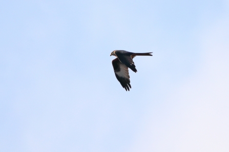 Red Kite (record shot) © Adrian Andruchiw 2019