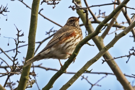Redwing © Adrian Andruchiw 2019