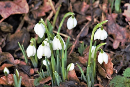 Snowdrops © Keith Lynes 2019