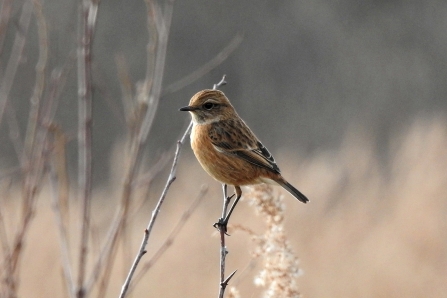 Stonechat © Richard Scott 2019