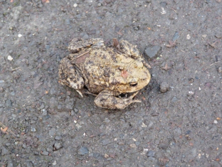 Toad © Darren Wozencroft 2019