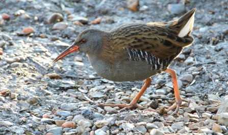 Water Rail © Allen Holmes 2019