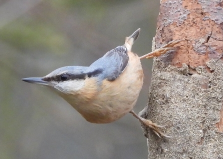 Nuthatch - Adel Dam