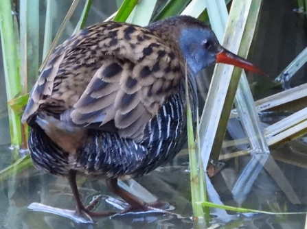 WaterRail - AdelDam