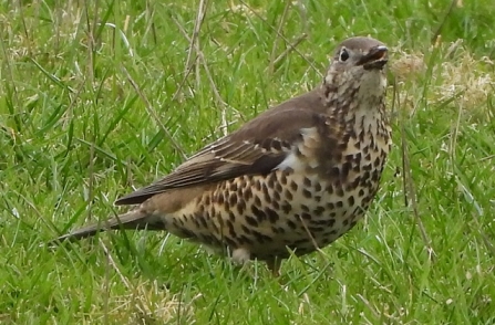 Mistle thrush - AdelDam