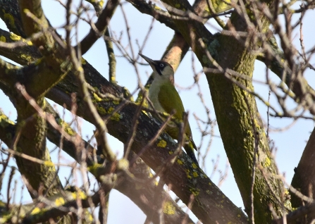 Green Woodpecker © Amy Thompson 2019