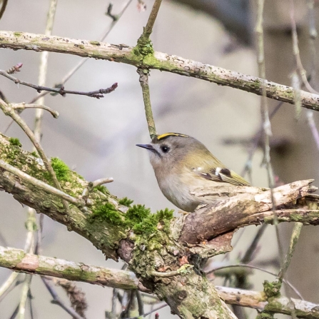 Goldcrest © Carol Hall 2019