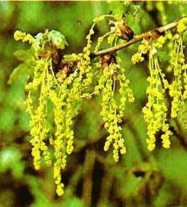 Oak catkin