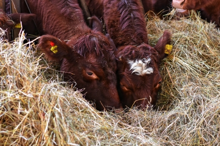 Cows with hay
