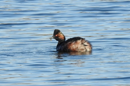 Black-necked Grebe © Richard Scott 2019