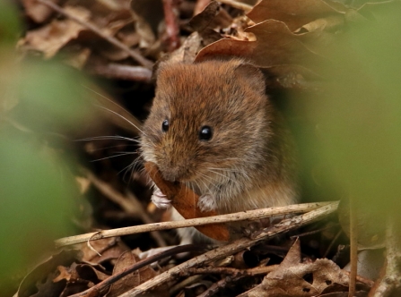 young Bank Vole © Allen Holmes 2019