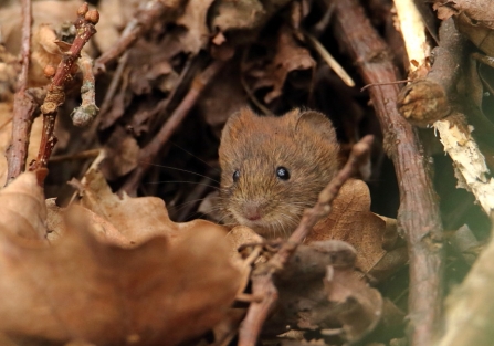 young Bank Vole © Allen Holmes 2019