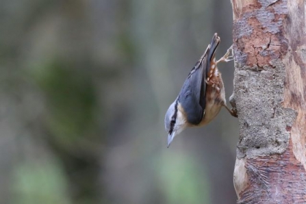 Nuthatch - Adel Dam