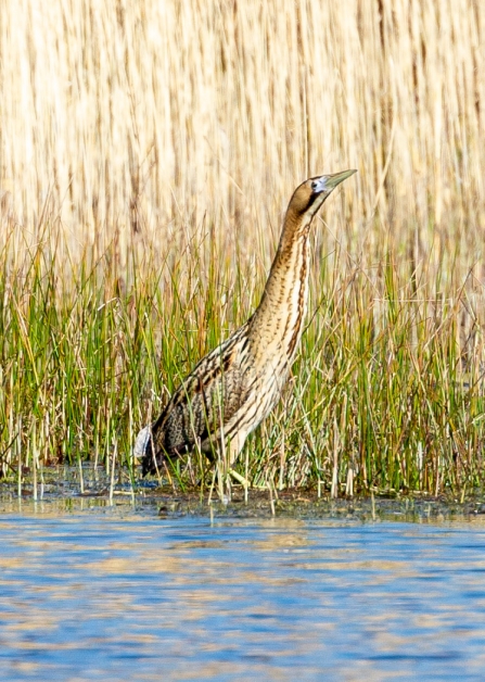 Bittern © Vernon Barker 2019