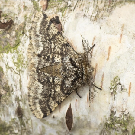 Brindled Beauty © Sue and Brian Trout 2019