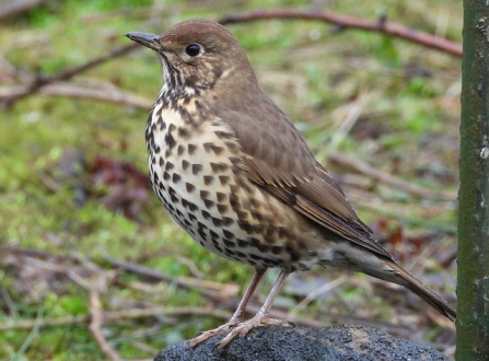 Song Thrush - Adel Dam