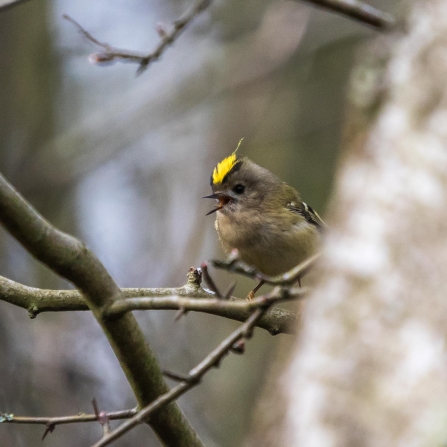 Goldcrest © Carol Hall 2019