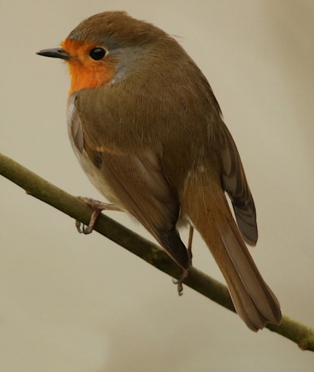 Robin - Adel Dam