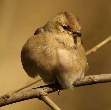 Chaffinch - Adel Dam
