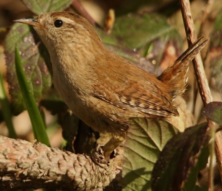 Wren - Adel Dam