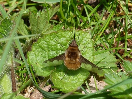Dark-edged Bee-Fly © Darren Wozencroft 2019