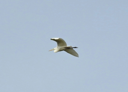 Great White Egret © Richard Scott 2019