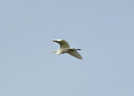 Great White Egret © Richard Scott 2019