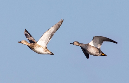 Gadwall pair © Vernon Barker 2019